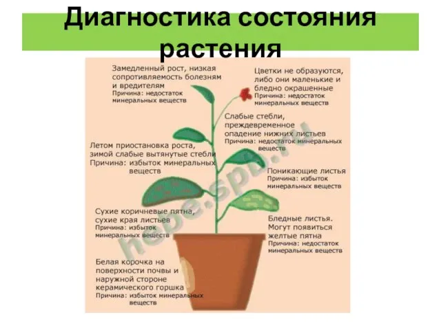 Диагностика состояния растения