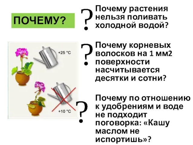 Почему растения нельзя поливать холодной водой? Почему корневых волосков на 1 мм2