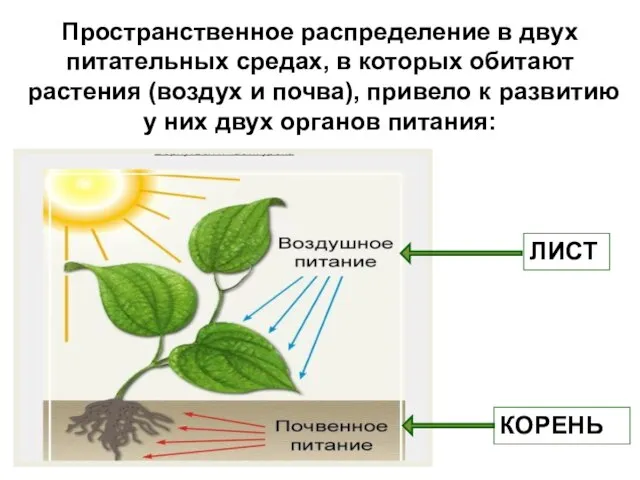 Пространственное распределение в двух питательных средах, в которых обитают растения (воздух и
