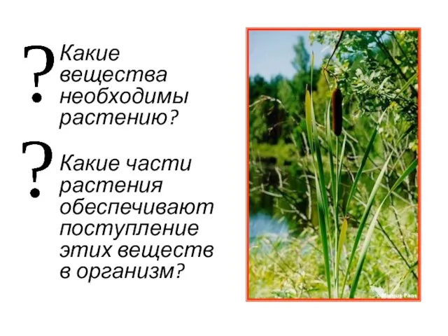 Какие вещества необходимы растению? Какие части растения обеспечивают поступление этих веществ в организм?