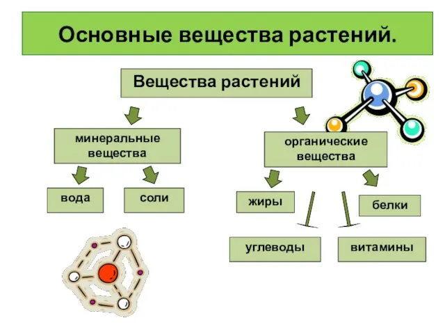 Основные вещества растений. Вещества растений минеральные вещества вода соли органические вещества белки жиры углеводы витамины