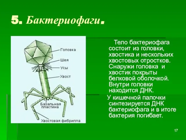 5. Бактериофаги. Тело бактериофага состоит из головки, хвостика и нескольких хвостовых отростков.