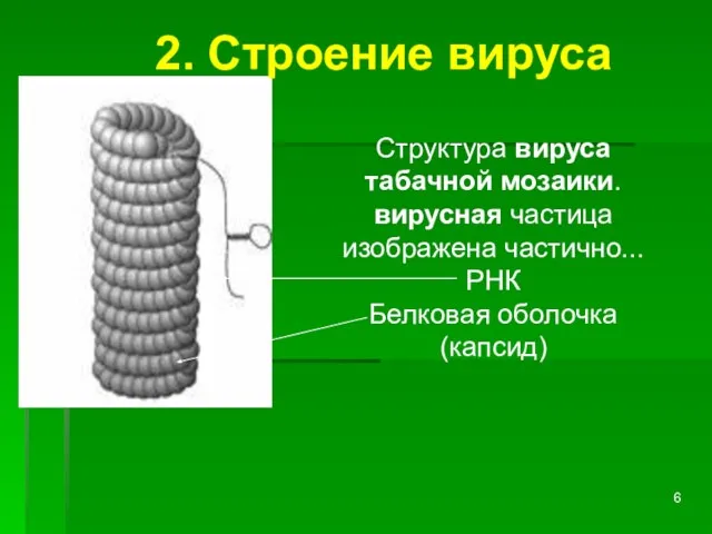 Структура вируса табачной мозаики. вирусная частица изображена частично... РНК Белковая оболочка (капсид) 2. Строение вируса