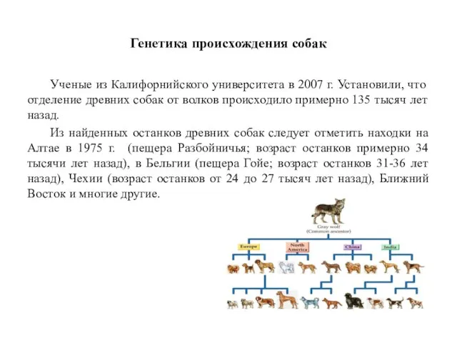 Генетика происхождения собак Ученые из Калифорнийского университета в 2007 г. Установили, что