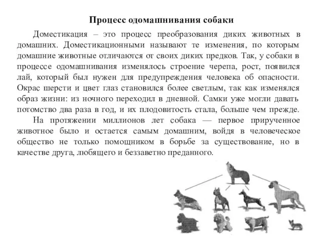 Процесс одомашнивания собаки Доместикация – это процесс преобразования диких животных в домашних.