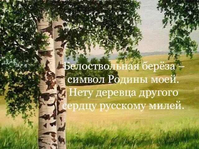 Белоствольная берёза – символ Родины моей. Нету деревца другого сердцу русскому милей.