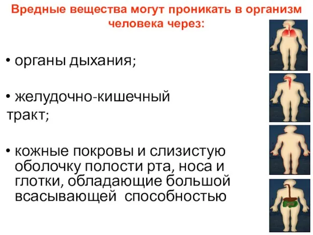 органы дыхания; желудочно-кишечный тракт; кожные покровы и слизистую оболочку полости рта, носа