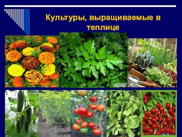 Культуры, выращиваемые в теплице