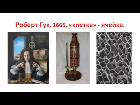 Роберт Гук, 1665, «клетка» - ячейка.