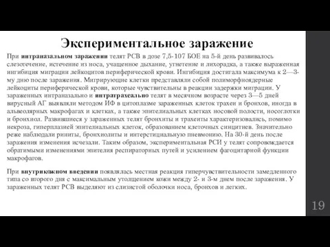 Экспериментальное заражение При интраназальном заражении телят РСВ в дозе 7,5-107 БОЕ на