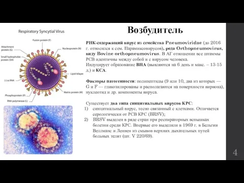 Возбудитель РНК-содержащий вирус из семейства Pneumoviridae (до 2016 г. относился к сем.