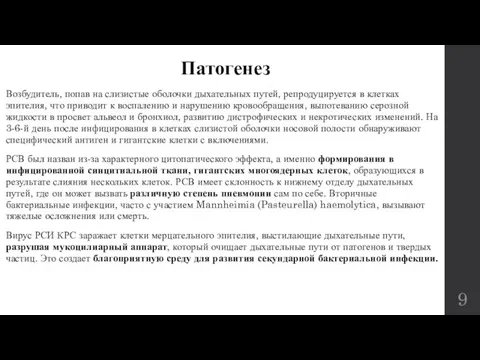 Патогенез Возбудитель, попав на слизистые оболочки дыхательных путей, репродуцируется в клетках эпителия,