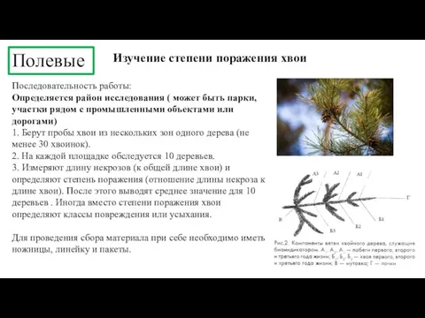 Полевые Изучение степени поражения хвои Последовательность работы: Определяется район исследования ( может