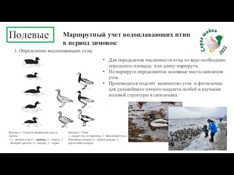 Полевые Маршрутный учет водоплавающих птиц в период зимовок 1. Определение водоплавающих птиц