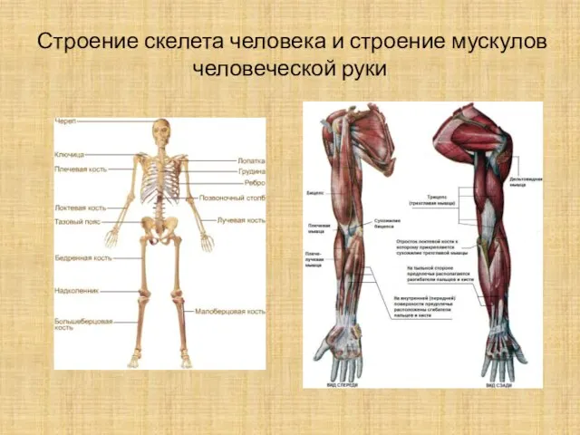 Строение скелета человека и строение мускулов человеческой руки