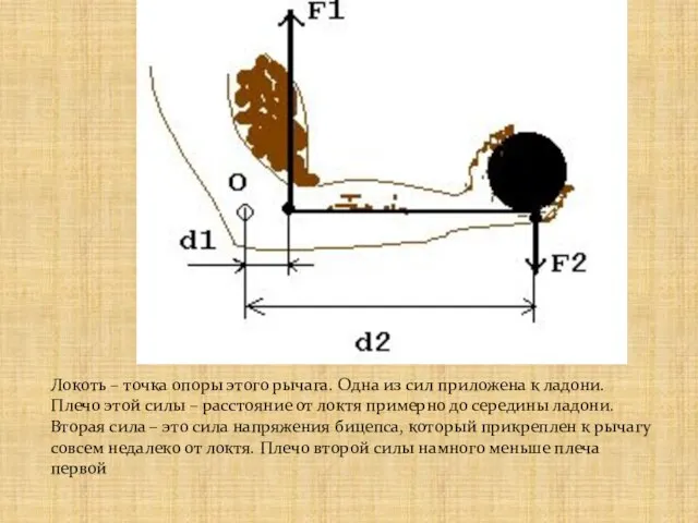 Локоть – точка опоры этого рычага. Одна из сил приложена к ладони.