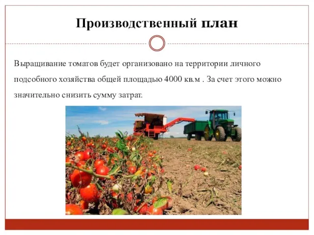 Производственный план Выращивание томатов будет организовано на территории личного подсобного хозяйства общей