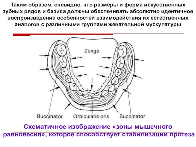 Таким образом, очевидно, что размеры и форма искусственных зубных рядов и базиса