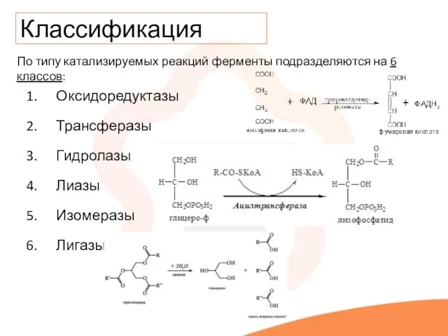 Классификация По типу катализируемых реакций ферменты подразделяются на 6 классов: Оксидоредуктазы Трансферазы Гидролазы Лиазы Изомеразы Лигазы