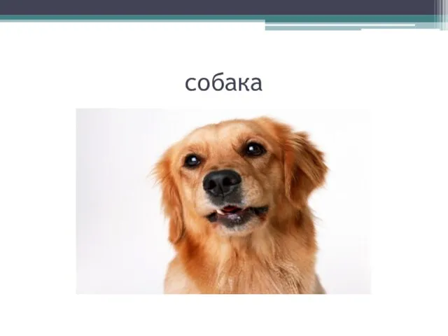 собака