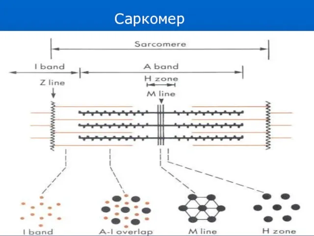 Саркомер