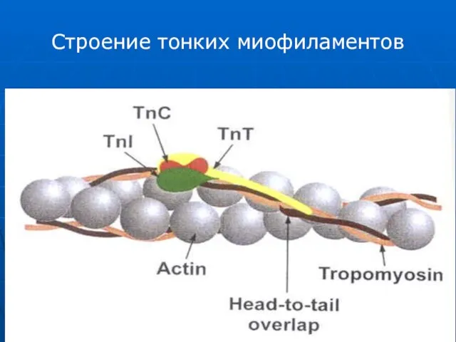 Строение тонких миофиламентов