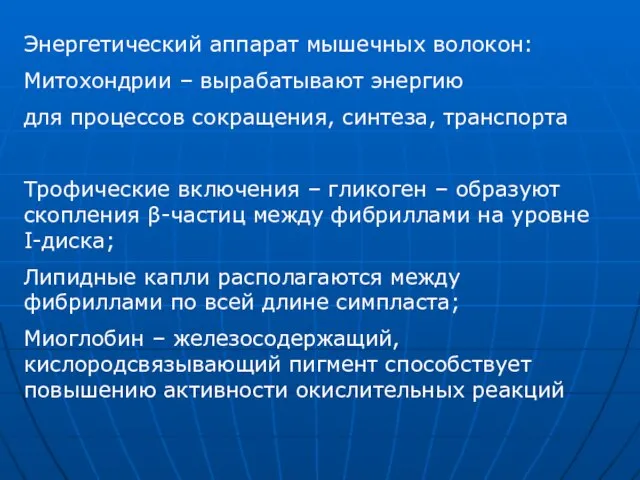 Энергетический аппарат мышечных волокон: Митохондрии – вырабатывают энергию для процессов сокращения, синтеза,