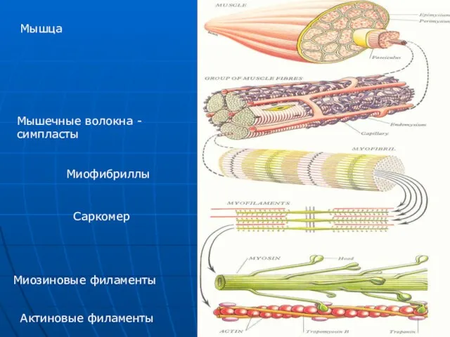 Мышца Мышечные волокна - симпласты Миофибриллы Саркомер Миозиновые филаменты Актиновые филаменты