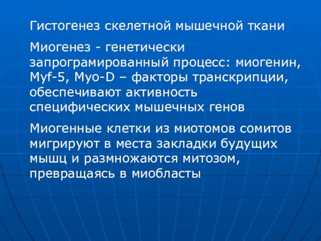 Гистогенез скелетной мышечной ткани Миогенез - генетически запрограмированный процесс: миогенин, Myf-5, Mуо-D