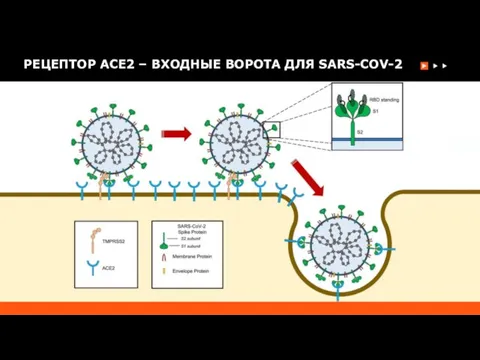 РЕЦЕПТОР ACE2 – ВХОДНЫЕ ВОРОТА ДЛЯ SARS-COV-2