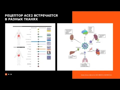 РЕЦЕПТОР ACE2 ВСТРЕЧАЕТСЯ В РАЗНЫХ ТКАНЯХ https://www.mdpi.com/1422-0067/21/16/5932/htm