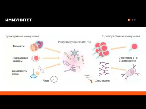 ИММУНИТЕТ