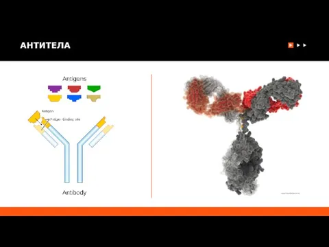 АНТИТЕЛА