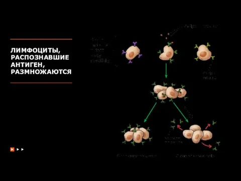ЛИМФОЦИТЫ, РАСПОЗНАВШИЕ АНТИГЕН, РАЗМНОЖАЮТСЯ