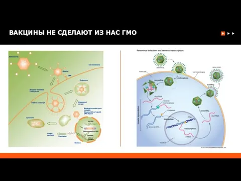 ВАКЦИНЫ НЕ СДЕЛАЮТ ИЗ НАС ГМО