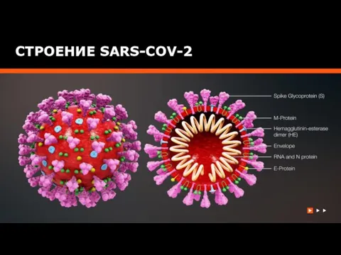 СТРОЕНИЕ SARS-COV-2