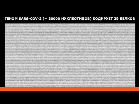 ГЕНОМ SARS-COV-2 (~ 30000 НУКЛЕОТИДОВ) КОДИРУЕТ 29 БЕЛКОВ