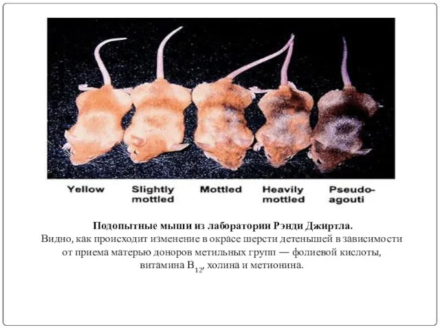 Подопытные мыши из лаборатории Рэнди Джиртла. Видно, как происходит изменение в окрасе