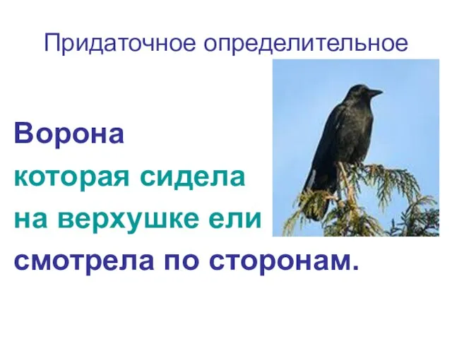 Придаточное определительное Ворона которая сидела на верхушке ели смотрела по сторонам.