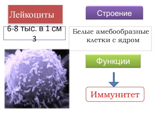 Лейкоциты Белые амебообразные клетки с ядром Иммунитет 6-8 тыс. в 1 см 3