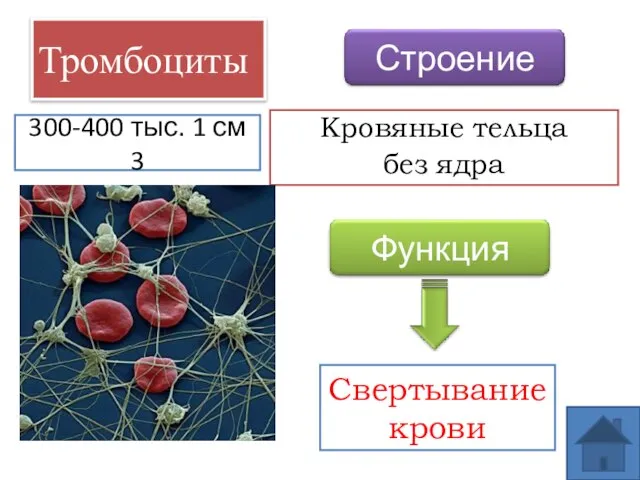 Тромбоциты Кровяные тельца без ядра Свертывание крови 300-400 тыс. 1 см 3