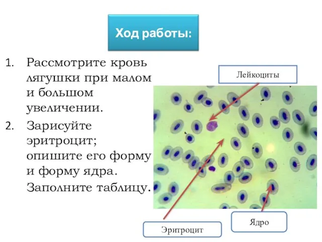 Рассмотрите кровь лягушки при малом и большом увеличении. Зарисуйте эритроцит; опишите его