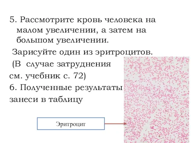 5. Рассмотрите кровь человека на малом увеличении, а затем на большом увеличении.