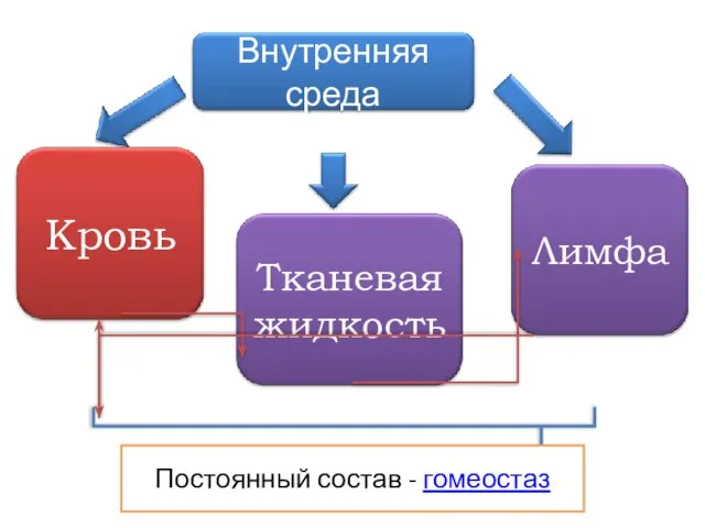 Постоянный состав - гомеостаз