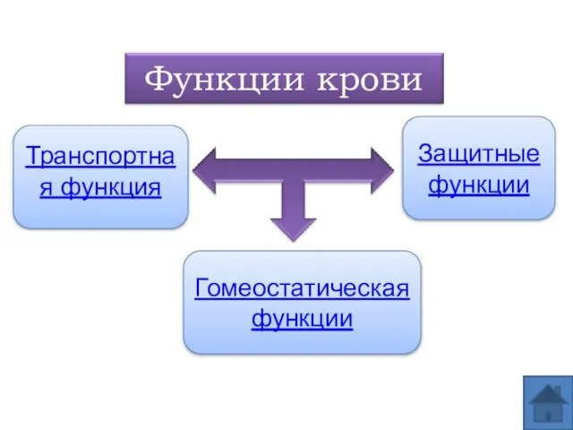 Транспортная функция Защитные функции Гомеостатическая функции