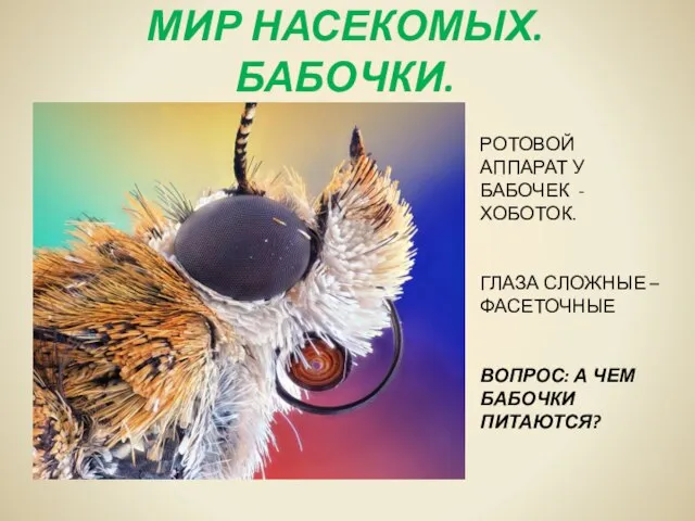 МИР НАСЕКОМЫХ. БАБОЧКИ. РОТОВОЙ АППАРАТ У БАБОЧЕК - ХОБОТОК. ГЛАЗА СЛОЖНЫЕ –