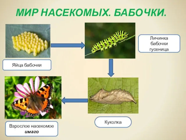 МИР НАСЕКОМЫХ. БАБОЧКИ. Личинка бабочки гусеница Яйца бабочки Личинка бабочки гусеница Куколка Взрослое насекомое имаго Куколка