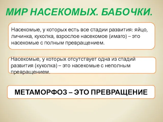 МИР НАСЕКОМЫХ. БАБОЧКИ. Насекомые, у которых есть все стадии развития: яйцо, личинка,