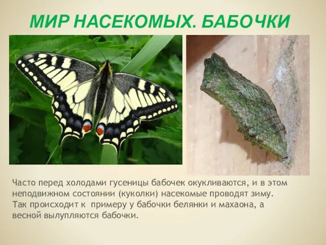 МИР НАСЕКОМЫХ. БАБОЧКИ Часто перед холодами гусеницы бабочек окукливаются, и в этом
