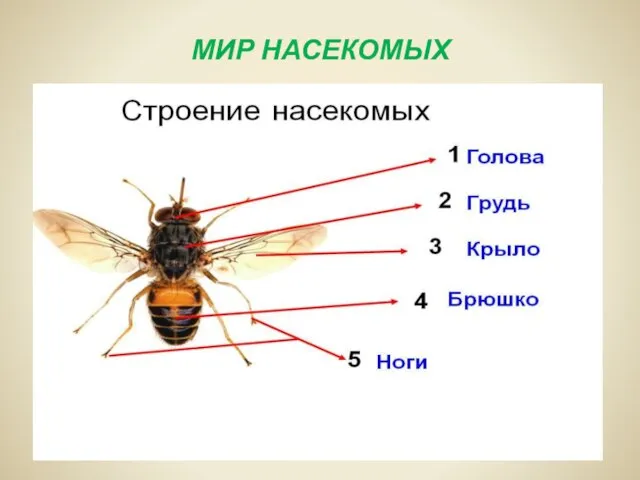 МИР НАСЕКОМЫХ